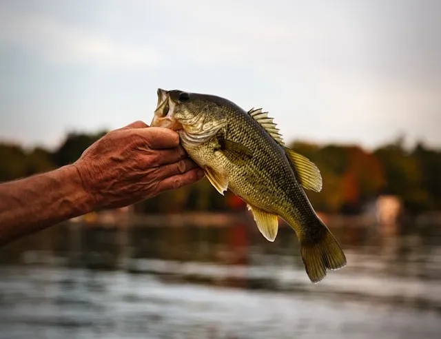 8 Best Ways to Catch Crappie in the Summer