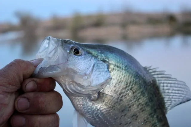 How to Catch Crappie Ice Fishing?