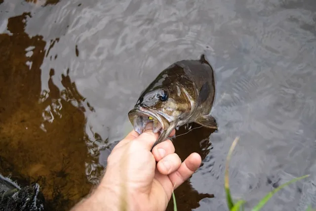 Spring Bass Fishing: Best Lures, Techniques & Pro Tips for a Big Catch ...