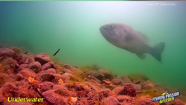 CanFish CF1 Records Fishing Passion & Feeder’s Corn vs. Worms Test: How Fish Choose Bait Underwater