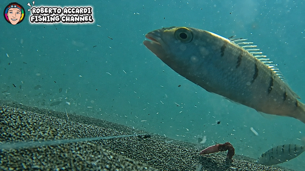Underwater “Bait Battle”: CHASING CanFish Fishing CamX Captures the Hidden Moment Before the Bite