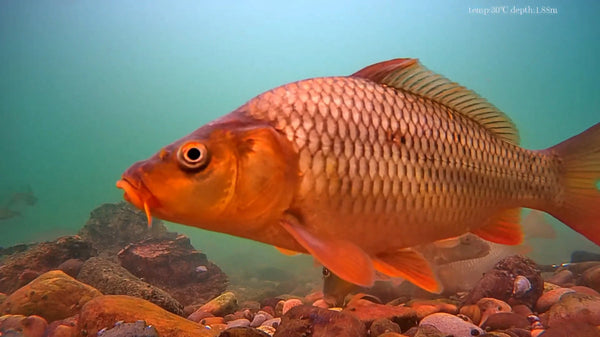 The Water Was Still, But the Carp Were Already Feeding: CHASING CanFish CF1 Captures What Happened Underwater