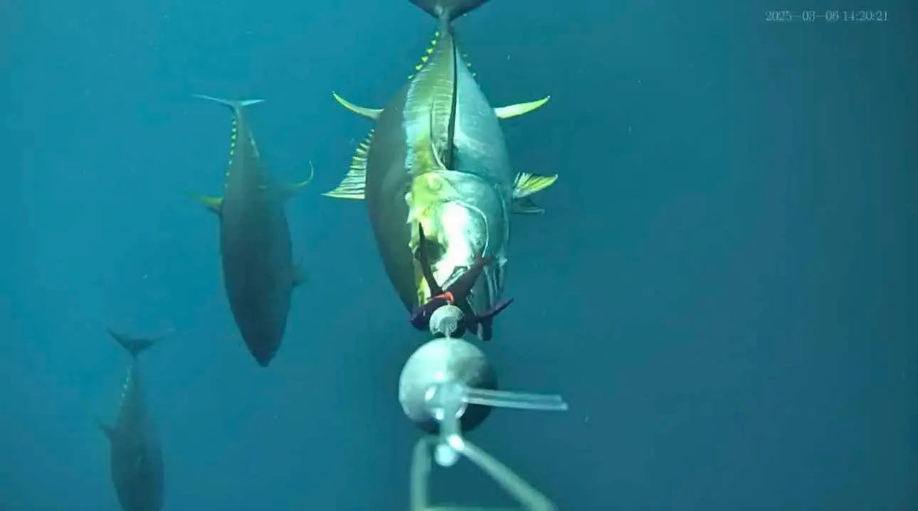 Go Live, Catch More! CanFish Lets the World Watch You Win!