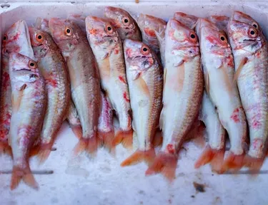 Guide to Bottom Fishing for Snapper