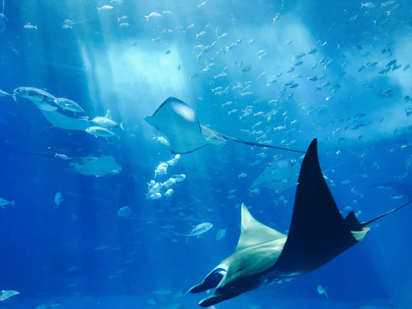 How Deep Do Underwater Cameras Work?