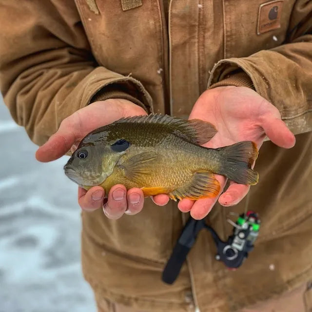 How to Catch Bluegill Through the Ice: A Complete Beginner’s Guide