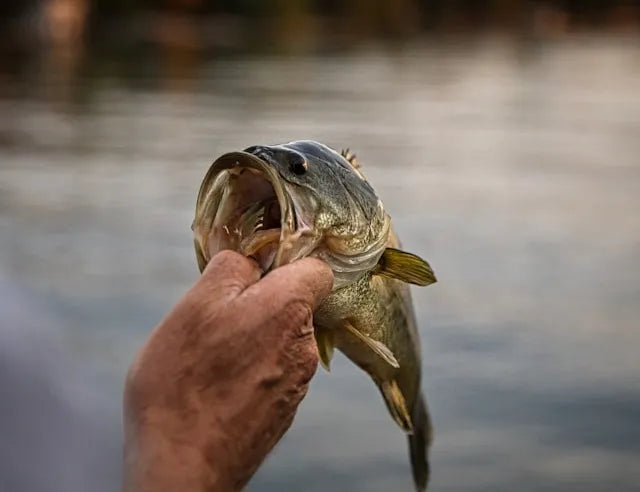 How to Catch Pike Ice Fishing