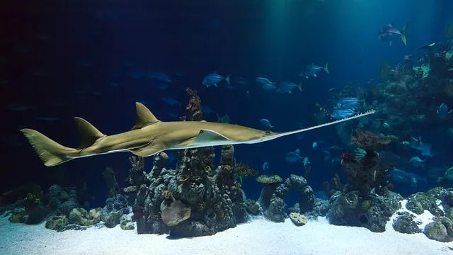 How to Choose the Best Underwater Fishing Camera: A Complete Buying Guide