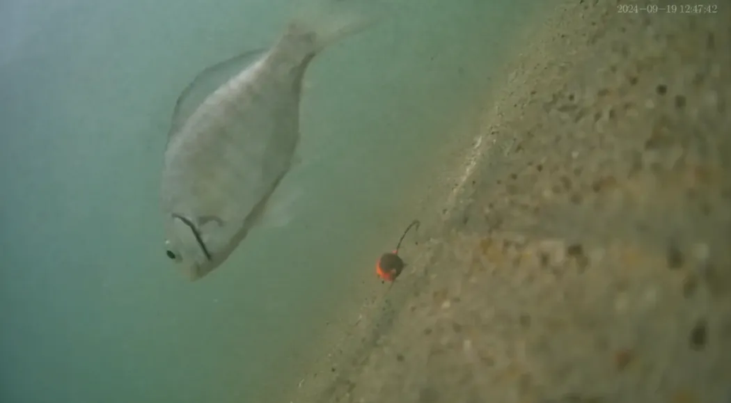 How Underwater Cameras Can Improve Your Summer Pike Catch