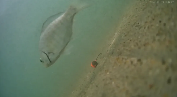 How Underwater Cameras Can Improve Your Summer Pike Catch