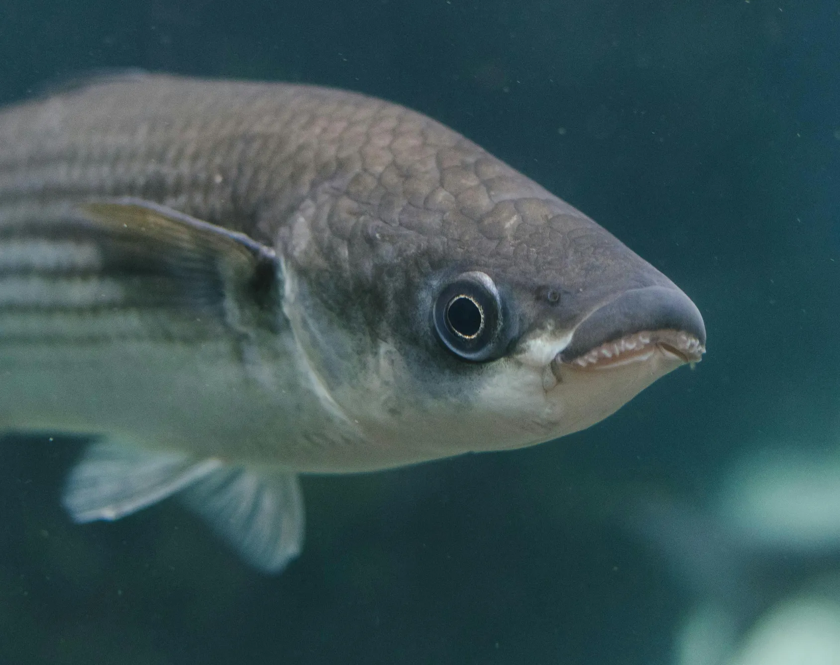 Is There an Underwater Camera That Connects to Your Phone?