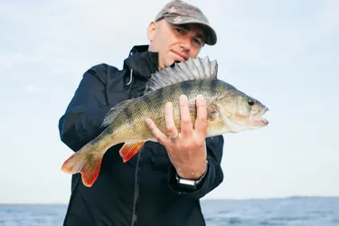 Late Spring Smallmouth Bass Fishing