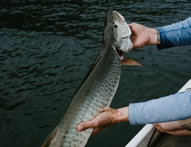 Musky Fishing Ontario: The Ultimate Beginner’s Guide