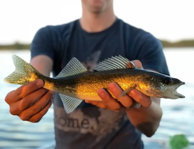 Walleye Fishing in April: Tips for a Great Catch