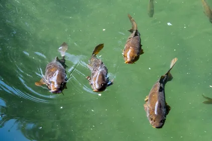 What Is the Best Lure Color for Summer Fishing?