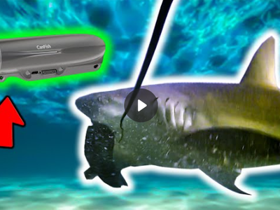 Watch Fish Strike Live