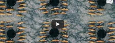 Pêche sous glace de la perche jaune envahissante : images sous-marines/pêche et cuisine (Fish Lake Utah)