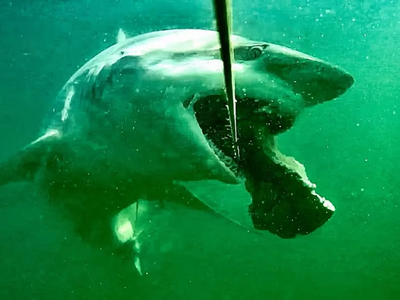 Véritable vue sous-marine en pêche au leurre : observer comment les poissons suivent et inspectent réellement l'appât.