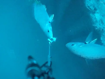 La pêche de nuit ou par faible visibilité rendue plus claire — vous permettant toujours de suivre le mouvement de l'appât et la réaction du poisson.